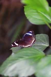 Close-up of insect on leaf