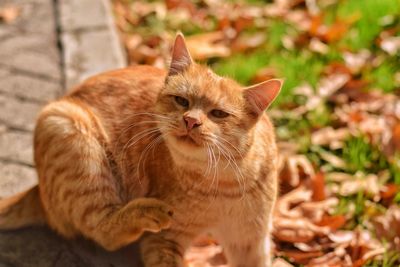 Portrait of a cat