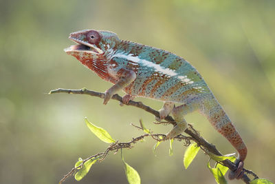 Close-up of chameleon 