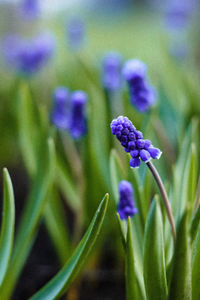 Close-up of purple flowering plant