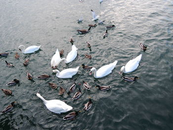 High angle view of seagulls on lake