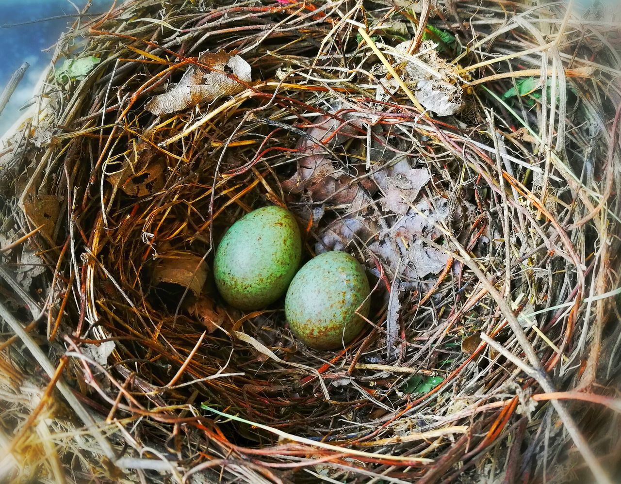 Green bird egg