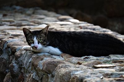 Portrait of cat relaxing on rock