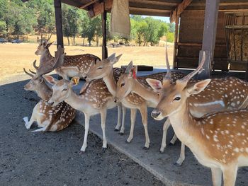 Close-up of deer