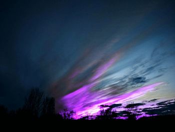 Low angle view of trees against sky at night