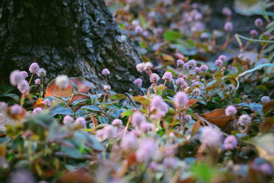 Close-up of purple flowers