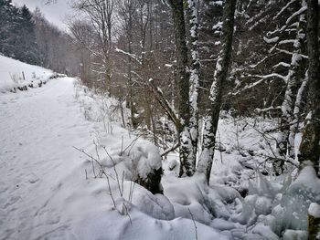 Trees on snow covered landscape