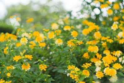 Close-up of yellow flowers on field