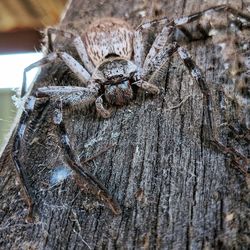 Close-up of insect on tree trunk