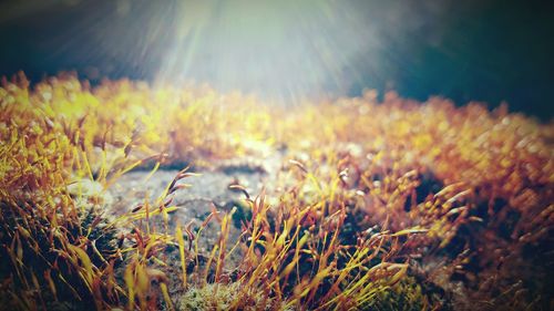 Close-up of plant growing on field