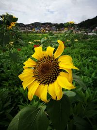 Close-up of sunflower blooming against sky