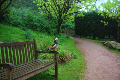 Side view of bird sitting on bench