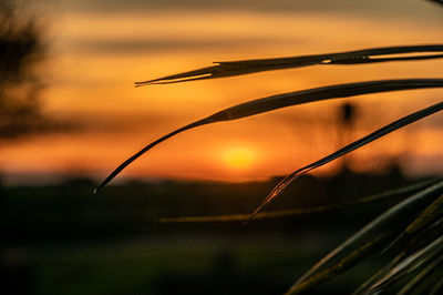 Close-up of wet plant during sunset