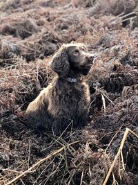 Close-up of a dog on field