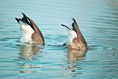 Birds swimming in water