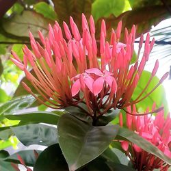 Close-up of pink flower