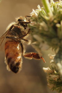 Close-up of bee on flower