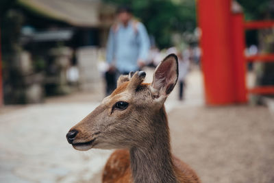 Close-up of deer