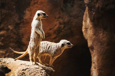 Close-up of meerkats standing on rock