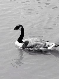 Birds in calm water