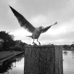Seagulls flying over sea