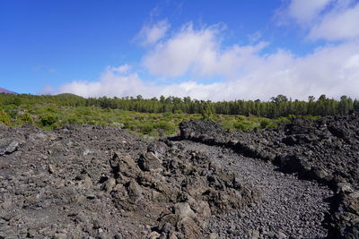 Plants growing on land against sky