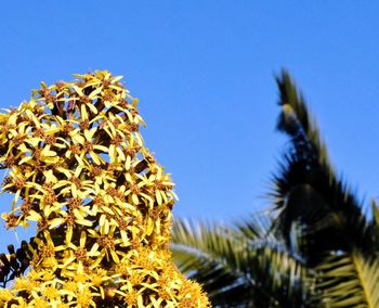 Low angle view of flowering plants against clear blue sky