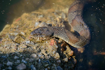 Close-up of turtle in water