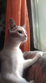 Close-up of a cat looking away