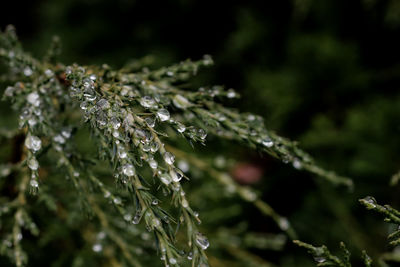 Close-up of wet plant leaves during rainy season