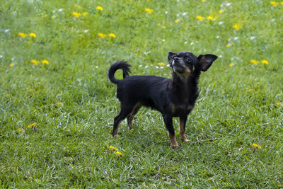 Dogs running on field