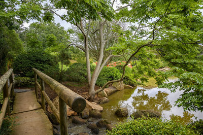 Trees by lake in park