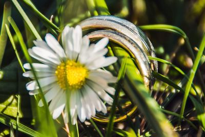 Close-up of white flowering plant