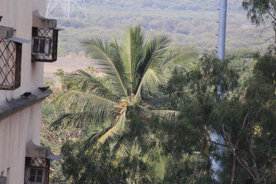 Close-up of palm tree against sky