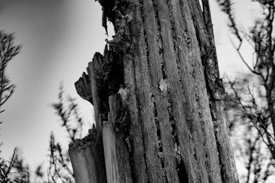 Low angle view of tree trunk