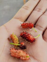 Close-up of hand holding berries