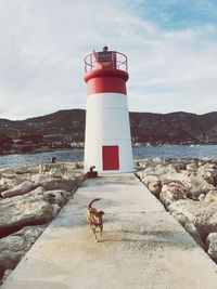 Dog against lighthouse by sea