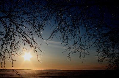 Wet bare tree by sea during sunset