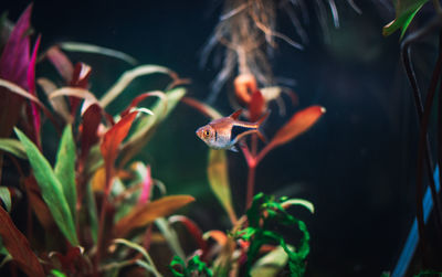 Close-up of fish swimming in aquarium