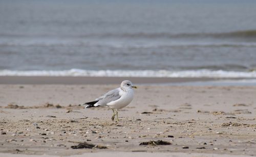 Seagull on beach