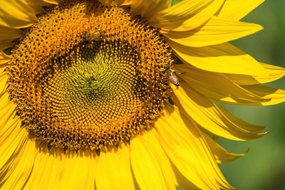 Close-up of sunflower