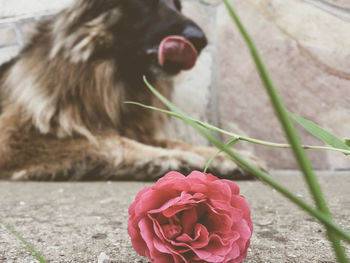 Close-up of red rose