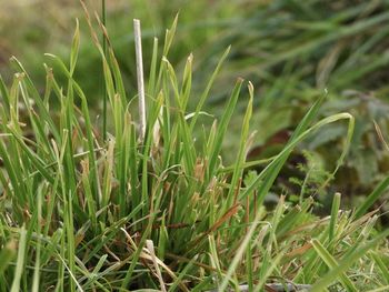 Close-up of grass growing on field