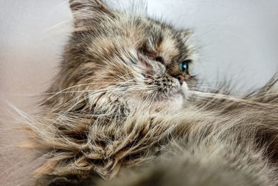 Close-up of a cat lying down