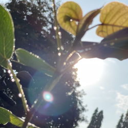 plant