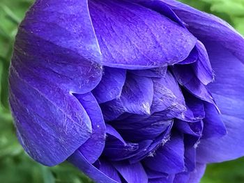 Close-up of purple flowering plant
