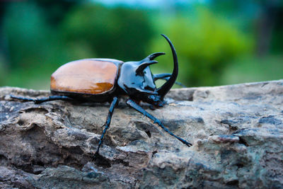 Close-up of beetle on rock