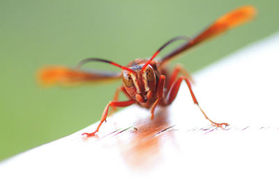 Close-up of insect