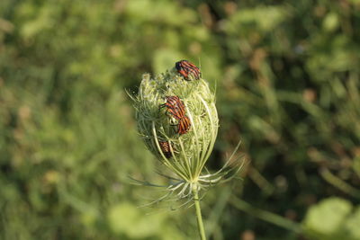 Close-up of flowering plant on land