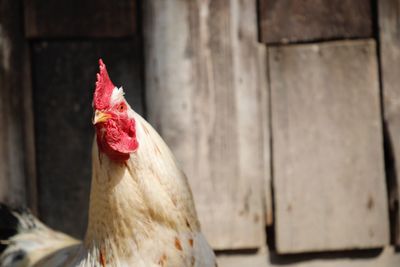 Close-up of rooster